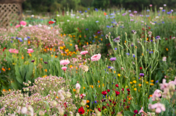 Taman bunga liar dengan padang bunga liar yang indah